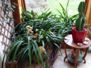 Quels soins apporter aux plantes dans la vranda en hiver ?