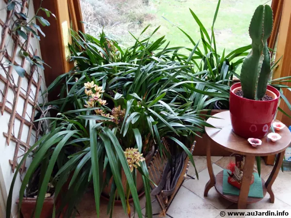 Quels soins apporter aux plantes dans la vranda en hiver ?