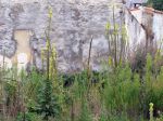 Bouillon Blanc, Molène, Verbascum Thapsus Bouillon Blanc, Molène, Verbascum Thapsus