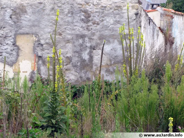 Bouillon Blanc, Molne, Verbascum Thapsus