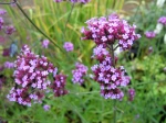 Verveine de Buenos-Aires, Verbena bonariensis