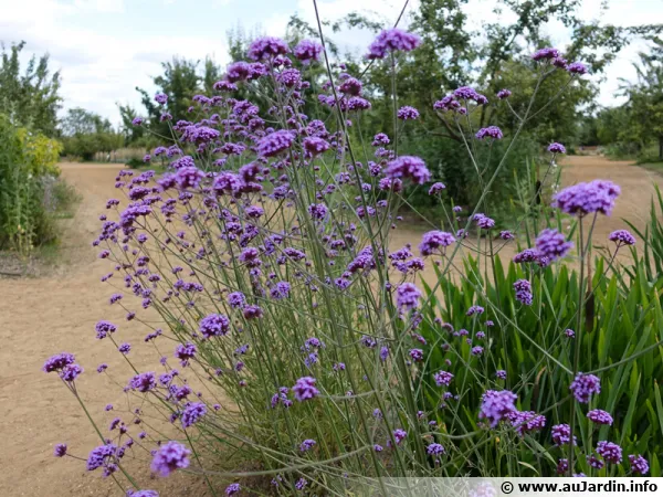 Verbena bonariensis est originaire des friches et des prairies du Brsil