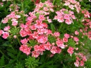 Verveine hybride, Verbena x hybrida, Verbena hortensis