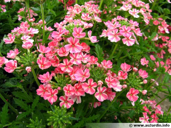 Verbena x hybrida 'Tukana Sweet Stripe'