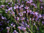 Verbena macdougalii 'Lavender Spires'