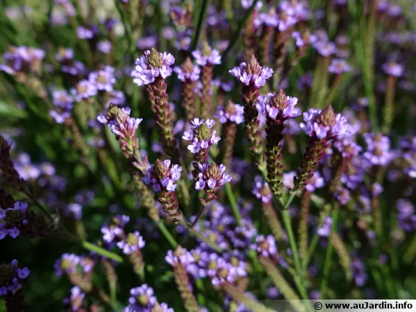 Verbena macdougalii 'Lavender Spires'