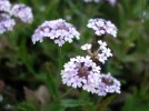 Verveine rugueuse, Verveine tub�reuse, Verbena rigida