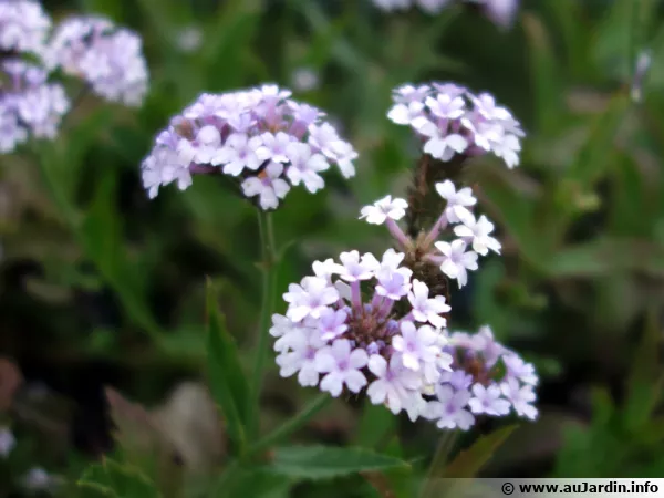 Verbena rigida Polaris, aux corymbes bleu clair