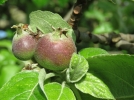 Le verger en permaculture