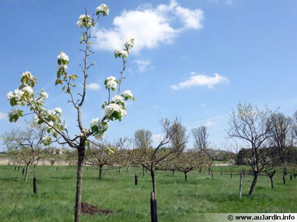 Un verger au printemps