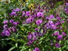 Vernone hybride, Vernonia angustifolia x missurica