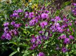 Vernone hybride, Vernonia angustifolia x missurica Vernone hybride, Vernonia angustifolia x missurica