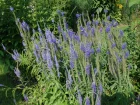 Vronique  feuilles longues, Veronica longifolia