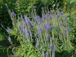Véronique à feuilles longues, Veronica longifolia