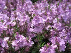 Vronique prostre, Veronica prostrata