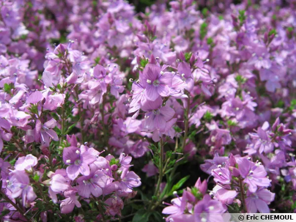 Fleurs de Veronica prostrata 'Mrs Holt'