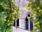 Véronique LANGLOIS, Charroux cloches et poires