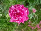 Véronique LANGLOIS, Pivoine