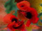 Véronique LANGLOIS, Soleil et coquelicots