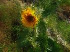 Véronique LANGLOIS, Tournesol