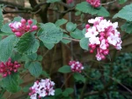 Viorne de Carles, Viorne de Cor�e, Viburnum carlesii