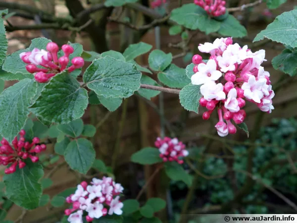 Viorne de Carles, Viorne de Corée, Viburnum carlesii