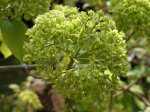 Viorne � grosses t�tes, Boule de neige chinoise, Viburnum macrocephalum