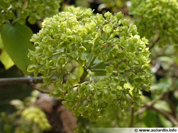 Viorne à grosses têtes, Boule de neige chinoise, Viburnum macrocephalum