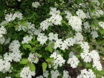 Viorne � feuilles de prunier, Viorne am�ricaine, Viburnum prunifolium