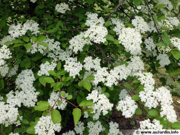 Viorne  feuilles de prunier, Viorne amricaine, Viburnum prunifolium