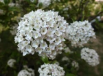 Viorne de Burkwood, Viburnum x burkwoodii