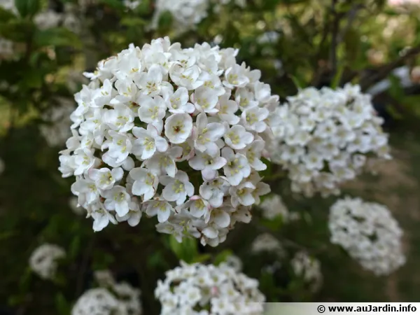 Viorne de Burkwood, Viburnum x burkwoodii