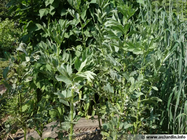 Fve, Vicia faba