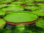 Nénuphar géant, Victoria amazonica Nénuphar géant, Victoria amazonica