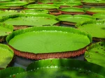 N�nuphar g�ant, Victoria amazonica