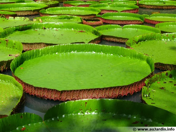 Les nénuphars géant du jardin des pamplemousses