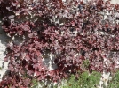 Questions frquentes sur la vigne