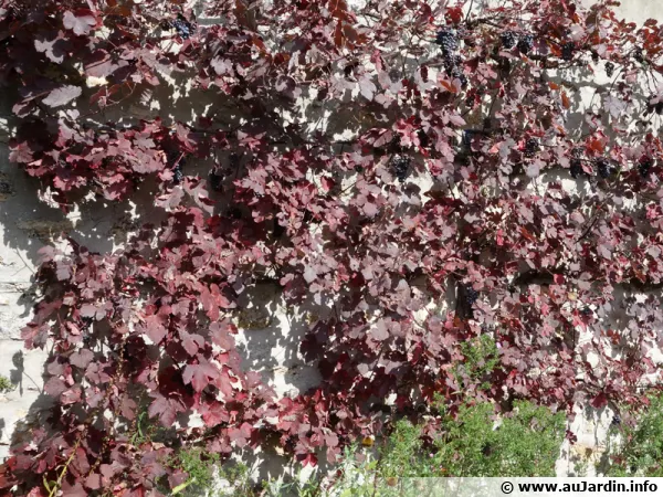 Vigne palissée sur un mur orienté au soleil
