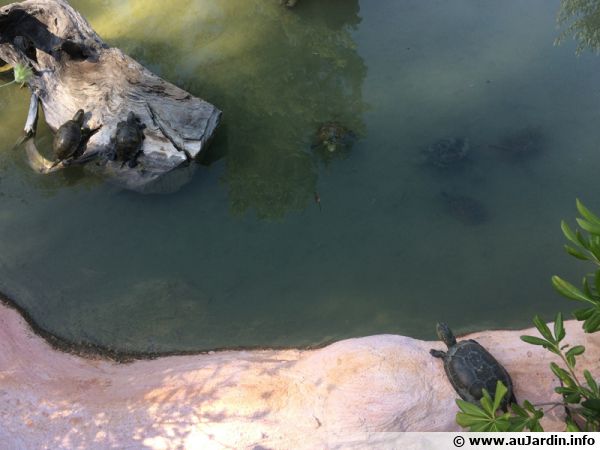 Tortues profitant du soleil au village des tortues à Carnoules