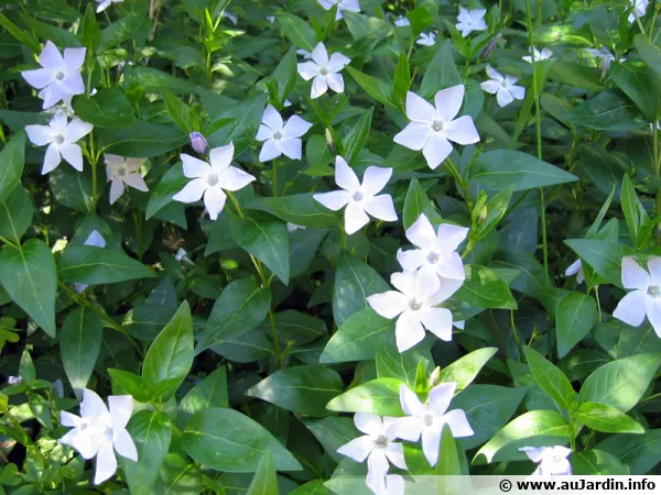 Petite pervenche, Vinca minor