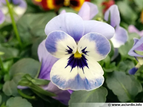 Violette cornue, Pensée à cornes, Pensée cornue, Viola cornuta