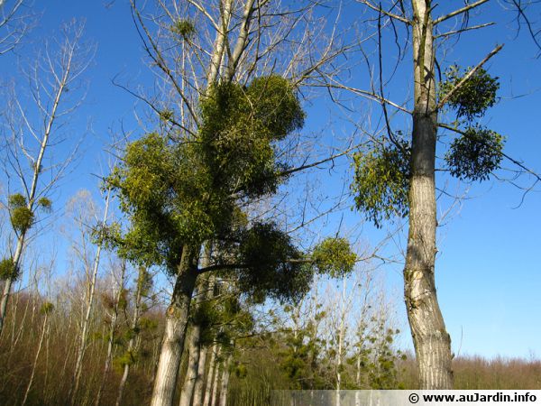 Gui, Bois de Sainte Croix, Viscum album