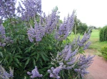 Vitex agnus-castus, Gattilier, Poivre de moine
