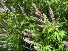 10 plantes chameaux