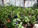 Protger et hydrater les plantes vivaces persistantes en hiver