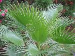 Palmier à jupon, Palmier de Californie, Washingtonia filifera Palmier à jupon, Palmier de Californie, Washingtonia filifera