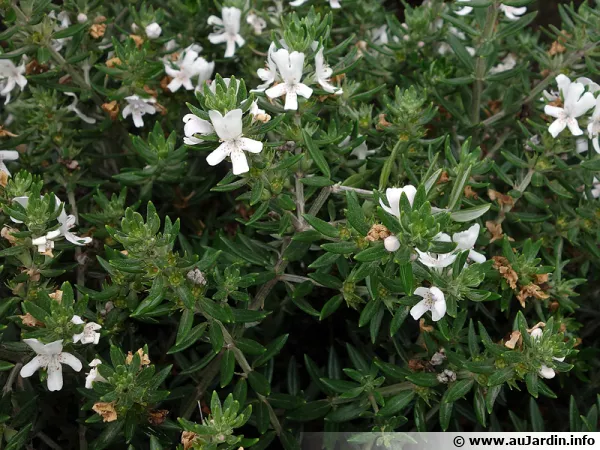 Romarin d'Australie à longues feuilles, Westringia à longues feuilles, Westringia longifolia