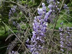 Glycine de Chine, Wisteria sinensis