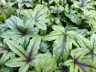 Heucherelle, x Heucherella