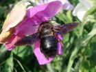 L'abeille charpentière ou xylocope